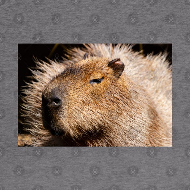 Capybara by dalyndigaital2@gmail.com